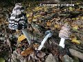 Coprinopsis picacea-amf514